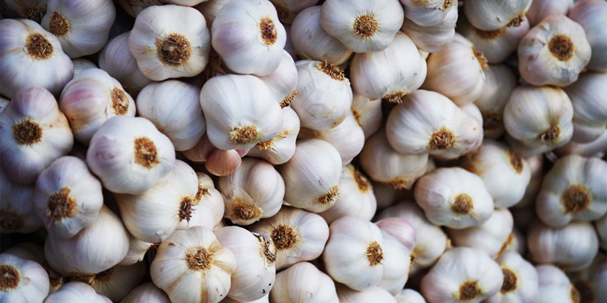 Spagna: manca un terzo della superficie coltivata ad aglio